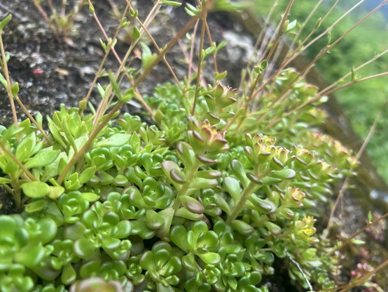 Very close view of a very short plant growing out of a dark rough boulder. It is a succulent with fleshy leaves that grow in tiny cabbage like rosettes. Some have long thin flower stems extending up out of the photo. 