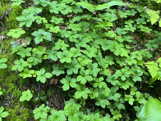 A shady view of a mossy bank covered in a small creeping plant. Leaves occur in groups of five in a pentagonal pattern; each is bluntly toothed. The overall effect is a bit like a quilt with a pentagon pattern. 