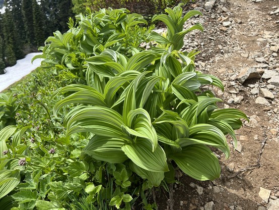 A plant with deeply pleated, curled leaves that almost defy description. It grows beside a gravel path. In the distance beyond down the steep slope is a snow field and evergreen trees. 