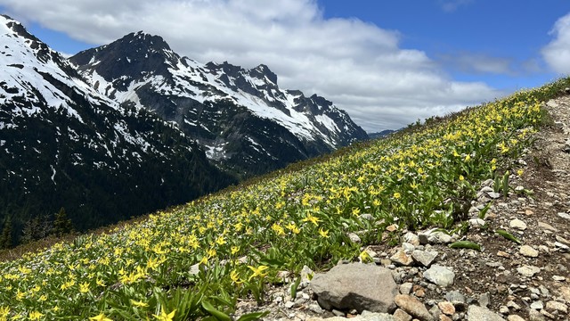 Wider view of a mountainside absolutely cloaked in the same yellow flowers as the previous photo. Path winds off to the right. Beyond the slope is a distant snow covered mountainside. 