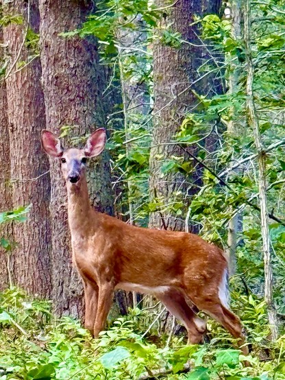 Photo of small deer standing in forest.  It is sideways to the camera with its head and eyes turned toward the camera.  Green underbrush in foreground.  Large closely spaced trees in immediate background.  Deer is brown. 