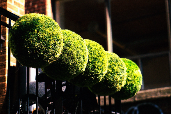 A balcony railing festooned with five moderately large spheres made of what appears to be astroturf. There are glowing in the sun. 