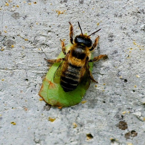 Bee with a freshly cut section of green rose leaf resting on a concrete fence post.