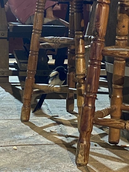 La urraca está casi dormida en el posapiés de una banqueta del bar. En la imagen se ven las patas de madera de las banquetas iluminadas por la luz y los focos del bar y el cuerpo negro de la urraca casi en sombra.