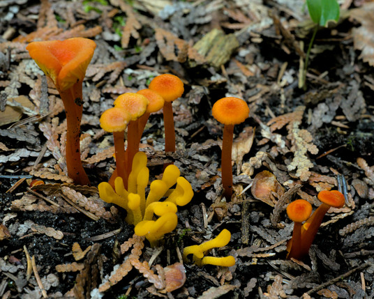 Some yellow fungi growing under orange ones