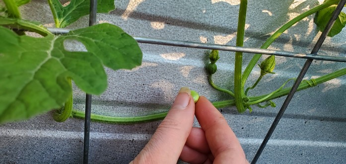 A close up of a green watermelon vine growing against the wall of a metal garden bed. An extremely tiny baby watermelon is growing on a stem. A hand is holding a green pea next to it to show they are about the same size.