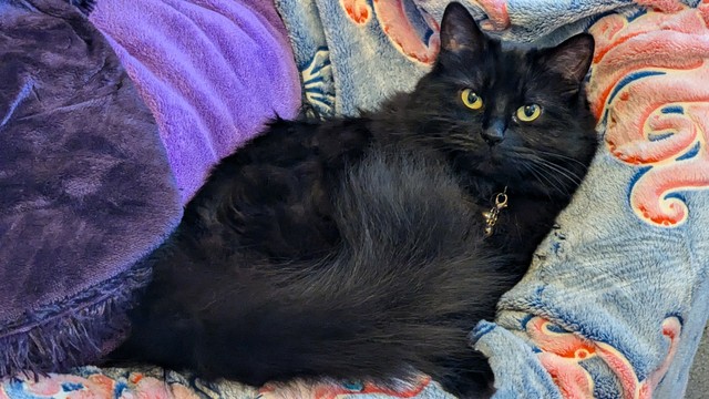 A fluffy black cat sits in a multicolored fabric chair with swirling patterns that nicely contrasts her dark coloring.

Her fluffy tail swings in front, showing a touch of impatience with being photographed.

Her bright yellow eyes stare intently into the camera.  And, yet, her thoughts remain... inscrutable.
