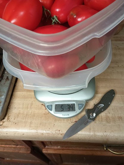 Two plastic containers full of tomatoes stacked one upon the other and sitting on a kitchen scale. The weight reads 5 pounds, 3.4 ounces.