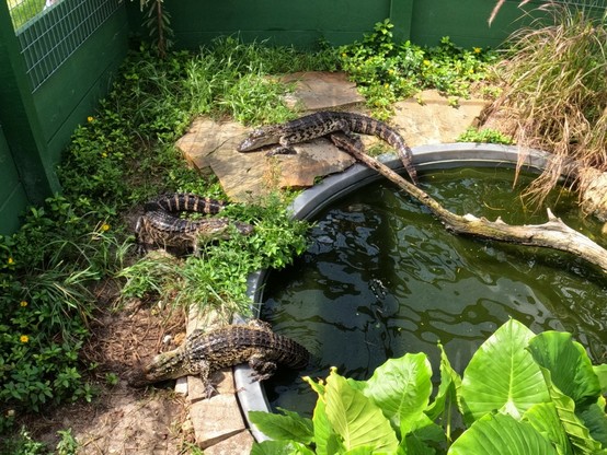 Picture of three juvenile alligators in an enclosure that has a small pool. The alligators are sunning themselves and eating fish biscuits. 