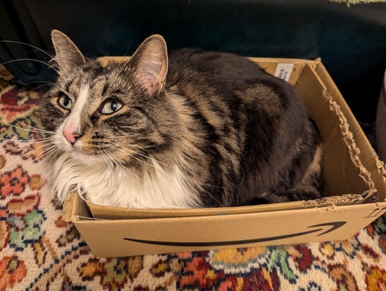 Mischief, a young adult female medium longhair mackerel tabby cat, relaxing with an almost-loaf posture in a nested pair of shallow cardboard boxes. This is a side view and her beautiful green-grey eyes are shining while she smiles contentedly.