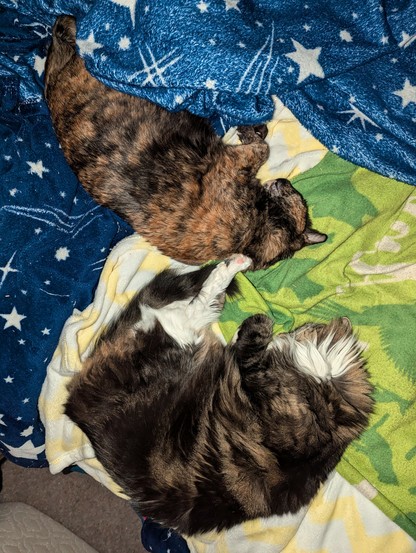 Two adult female cats are fast asleep next to each other on the peoplebed. The Opalcat (shorthair tortie) is on her side. Mischief (medium longhair mackerel tabby) is also on her side, with a foot resting against The Opalcat's back.