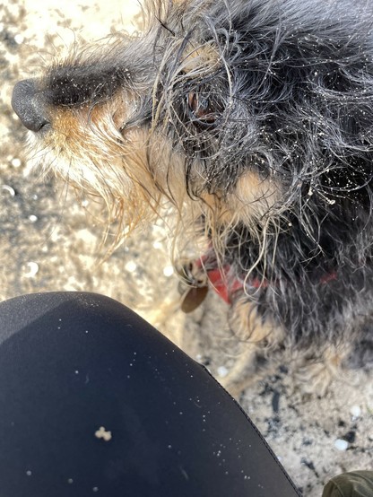 scruffy, sandy snoot & eye of a dog