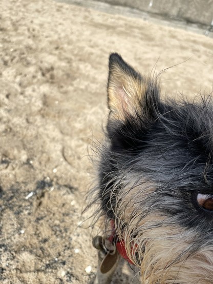 one ear and one eye of a scruffy dog