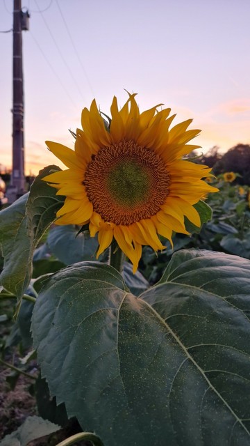 A sunflower.