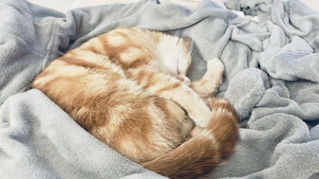 Curled up washy sleepy cat 