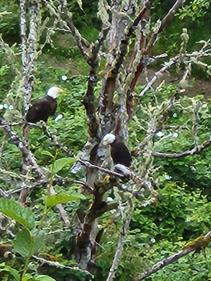2 bald eagles in tree peering into Gray's River