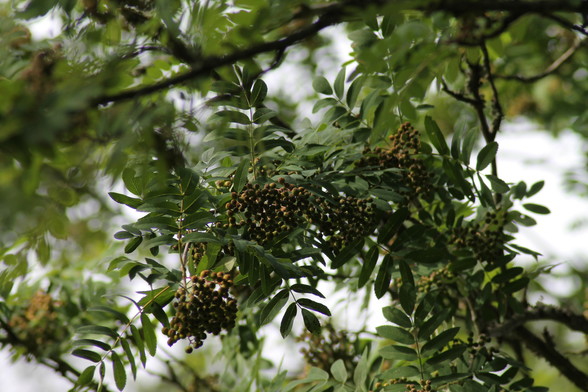 Photo of a rowan branch full of unripe berries.