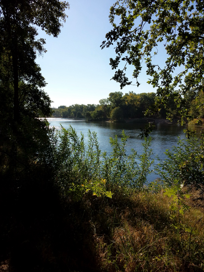 A peek at the American River, California through trees and bushes on a summer’s day. 