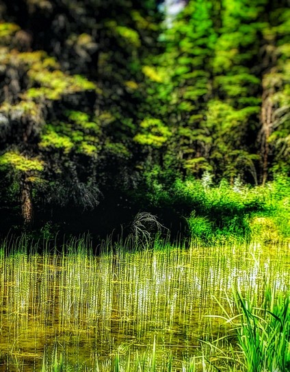 Sunshine highlights the tall grass growing in a pond in the woods.