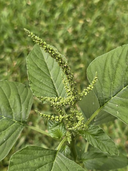 close up of amaranth seeds