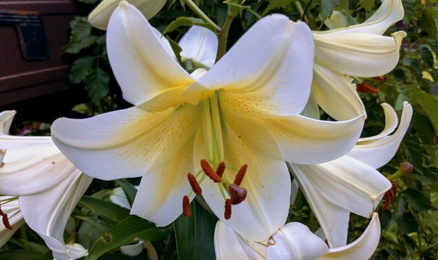 Large white lily with a soft yellow center. The yellow gradually fans out from the center to the tip of the white petal. There are long stamens that have bright orange-red tips. Other lilies are shown. I did not assign them names, it was getting dark. Foliage is also shown and part of a stranger's brown mailbox on the upper left.