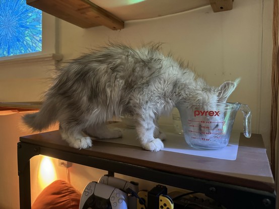 A Maine Coon kitten with her head in a Pyrex measuring cup, licking up heavy cream.