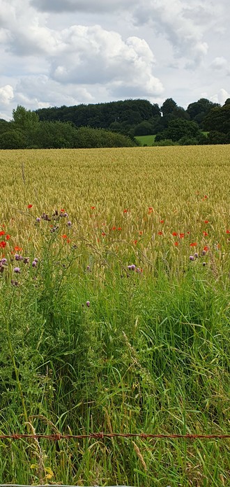 Sunny Meadow sprinkled with red poppies in Yorkshire Sculpture Park