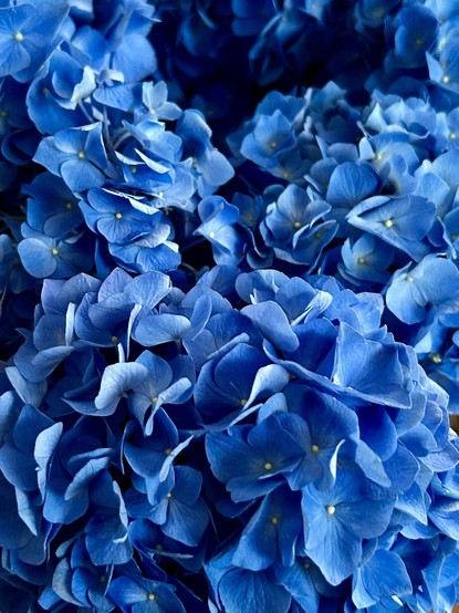 Close-up of vibrant blue hydrangea flowers in full bloom.