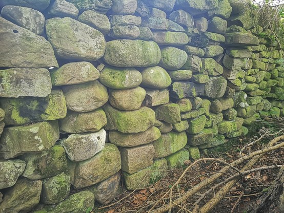 The rear face of a dry stone wall, a few metres from the bank of a stream. The stones are mostly rounded by action of water and are green with algae as they are under trees. There are three 'running joints' visible. Two together on left and another on the point of collapse less than a metre to the right. 
