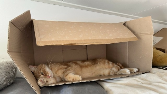 Washy sleeping in his cardboard box on the closet 
