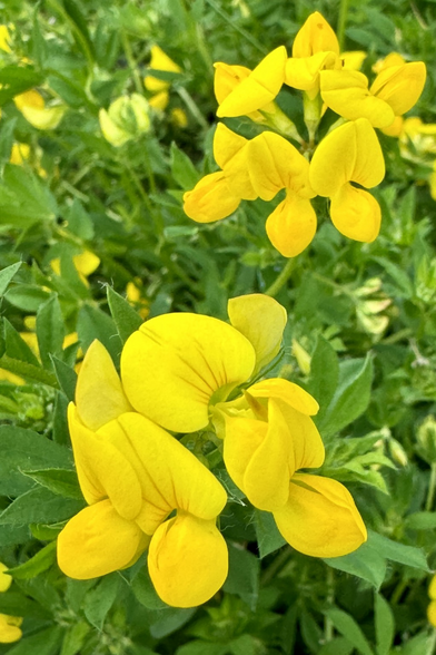 A closeup shot focused on two clusters of yellow flowers, each with three petals, a big one at the top, and two smaller below. There are more yellow flowers in the soft focus background, as well as a dense sea of small pea-like lush green leaves