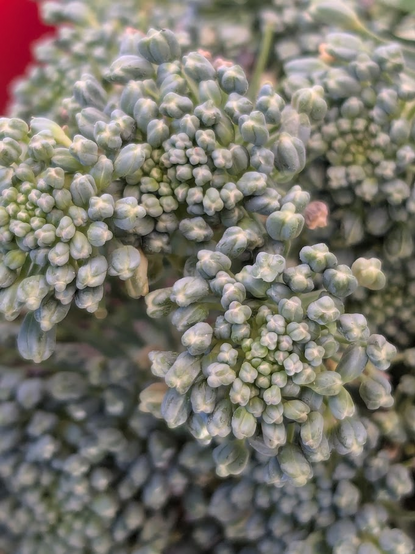 Close up photo of some broccoli, with all the wee individual bits that remind me of flowers, which, I reckon, is what they are.