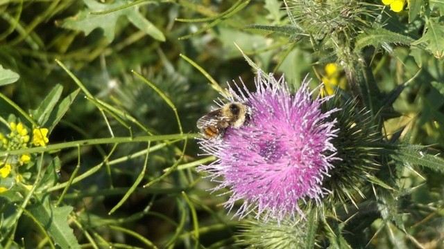 bee on fuzzy purple thistle