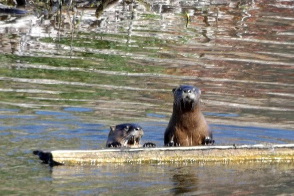 2 otters peaking over a wooden board in the river