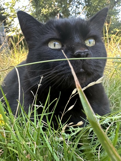 A black cats face peeking above some green grass. Yellow eyes and a button nose. 