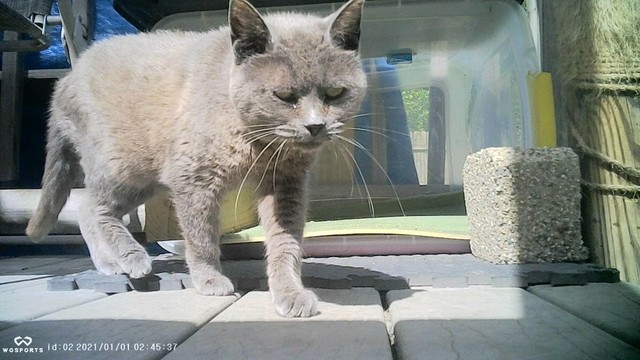 Old Grey cat coming out of a tote on a back yard porch. 