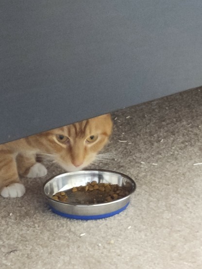 An orange tabby peeks out from under a bed as he chews his kibble. He is very cute.