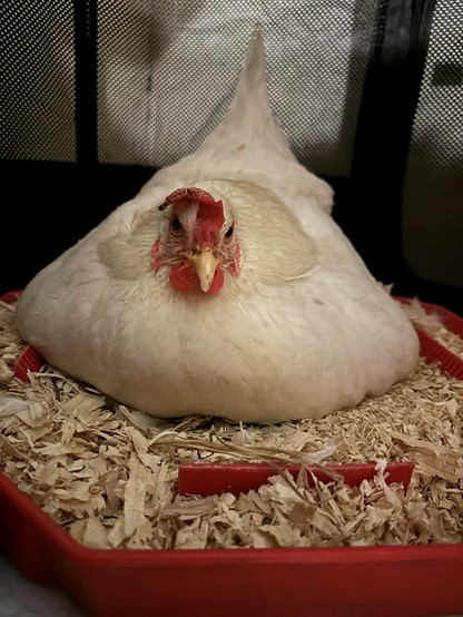 A white hen with a floppy red comb sitting flat like a melting Hershey's kiss on a makeshift pine shavings nest. She looks exhausted and grumpy. Her name is Sam and she is a sweetheart. I hand-raised her last year.