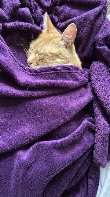 Washy the cat under his blanket 