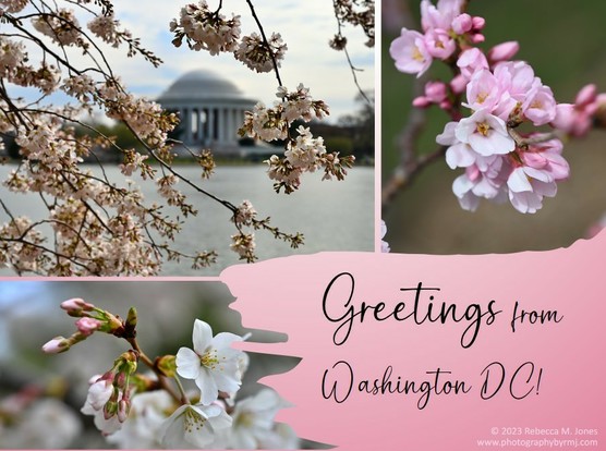 Postcard of Washington DC, featuring three beautiful images of cherry blossoms