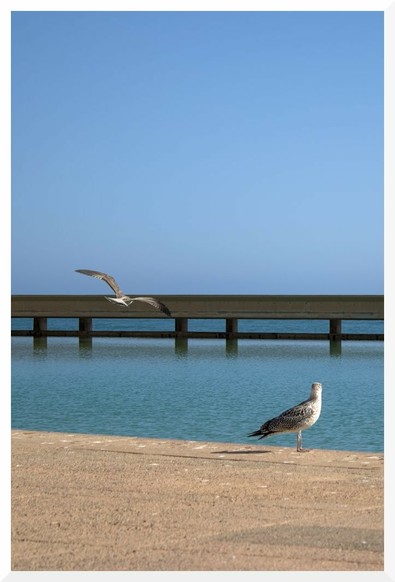 A seagull watches as another seagull takes flight from a dock near the beach.
----
Una gaviota ve como otra gaviota levanta el vuelo desde una dársena cercana a la playa.