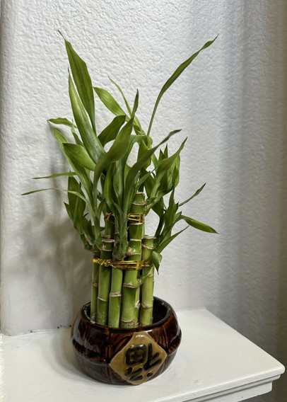 A bundle of lucky bamboo stalks standing on a small brown vase. 
