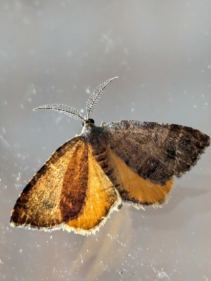 Very close shot of a small brown moth. It has its wings spread, allowing light to pass through them, and show the details. It also has feathery antenna