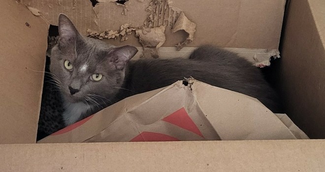 Short haired, ear tipped, grey and white tuxedo cat in a torn up cardboard box which also contains his chewed up paper bag with the Target logo. He seems very proud of his work.