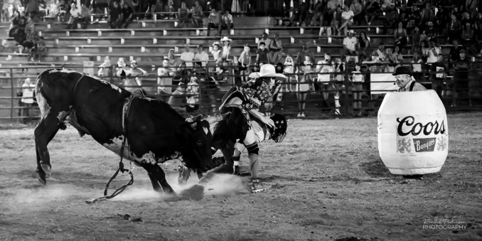 A rodeo cowboy helps a bull rider escape the bull he was just bucked off of while another rodeo clown stands in a barrel advertising Coors beer.