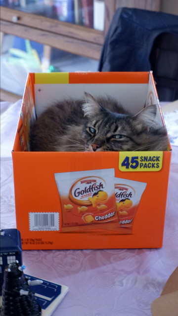 A fluffy grey-striped tabby cat hunkers down in a Costo-sized box of cheesy snack crackers.  His head is slightly raised and he peers over the edge of the box through half-closed eyes.  Is he smirking?  Hard to tell, but I wouldn't put it past him.  (He does stuff like that, y'know.)