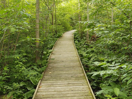 The boardwalk through Cedar Bog, near Urbana Ohio USA. It's actually a fen, but whatever. Don't step off the path, the rattlesnakes like to hide underneath it. It's one of the few places in Ohio you can find them.