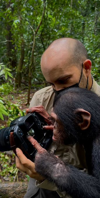 A chimpanzee swipes through images on a touchscreen on the back of a digital camera as a person watches the screen next to it 