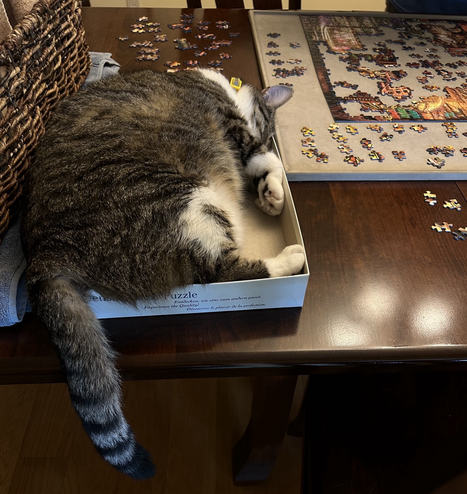 Tiger Lilly, tabby and white, stuffed into the puzzle box, distaining the wicker basket next to her.  Head tucked, tail drooping over the box edge and over the table edge.  Partially finished puzzle on a grey puzzle board next to her. 