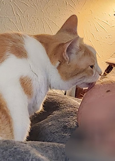 Orange and white cat Bella licks the tasty head of Primary Food-Giver, so full of flavor and rich, yummy goodness!